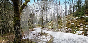 Snowy road in forest on Mount Floyen, Bergen, Norway, Scandinavia.