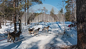 Snowy road in the forest. The sled dogs are harnessed, ready to run