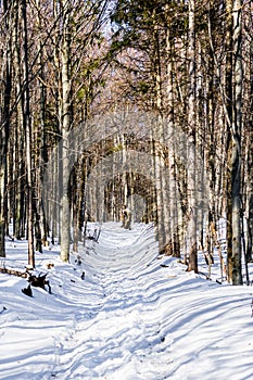 Snowy road through forest to Skalisko portrait