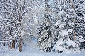 Snowy Road through the wintry forest