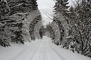 Snowy road in Krkonose mountains bordered by trees