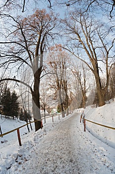 Snowy road leading through the trees