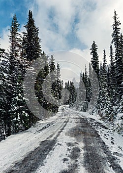 Snowy road in pine forest with blue sky in Yoho national park