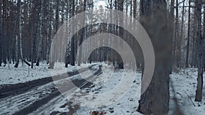 Snowy Road, Trail Through Winter Forest. Morning in the Mixed Forest. Smooth Camera Movement. Winter Concept of Beauty