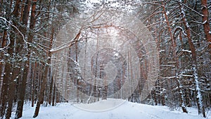 Snowy road between trees in a winter pine forest