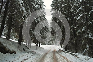 Snowy road way through fir or pine forest in winter like in a fairytale.