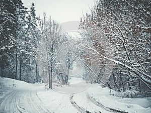 Snowy road in winter blizzard, alley from frozen trees