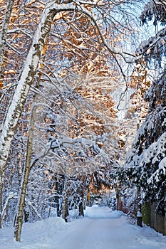 Snowy road in the winter forest