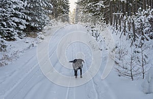 Snowy road in winter forest with snow covered spruce trees Brdy Mountains, Hills in central Czech Republic with black