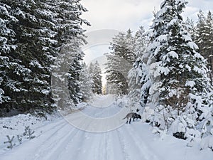 Snowy road in winter forest with snow covered spruce trees Brdy Mountains, Hills in central Czech Republic with black