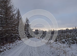 Snowy road in winter forest with snow covered spruce trees Brdy Mountains, Hills in central Czech Republic, cloudy