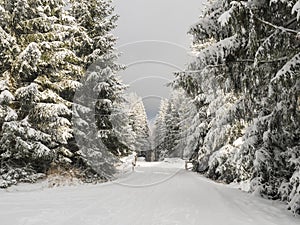 Snowy road in winter forest with snow covered spruce trees Brdy Mountains, Hills in central Czech Republic, golden hour