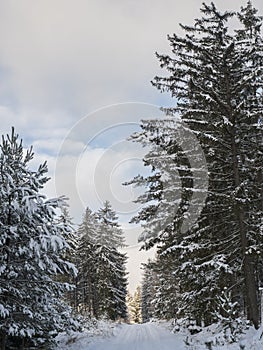 Snowy road in winter forest with snow covered spruce trees Brdy Mountains, Hills in central Czech Republic, sunny day