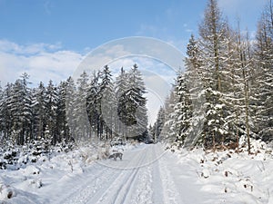 Snowy road in winter forest with snow covered spruce trees Brdy Mountains, Hills in central Czech Republic, sunny day