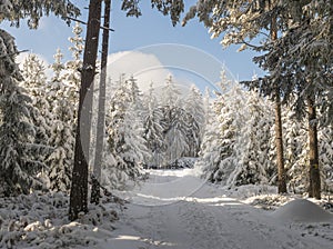 Snowy road in winter forest with snow covered spruce trees Brdy Mountains, Hills in central Czech Republic, sunny day