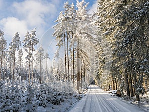 Snowy road in winter forest with snow covered spruce trees Brdy Mountains, Hills in central Czech Republic, sunny day