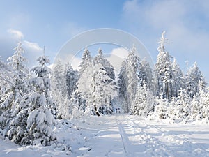 Snowy road in winter forest with snow covered spruce trees and group of people in distance. Brdy Mountains, Hills in