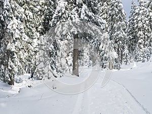 Snowy road in winter forest with snow covered spruce trees in Krkonose Mountains, Czech Republic