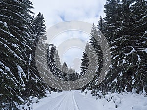 Snowy road in winter forest with snow covered spruce trees in Krkonose Mountains, Czech Republic