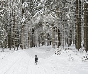 Snowy road in winter forest with snow covered spruce trees and walking black grey hunting dog. Brdy Mountains, Hills in