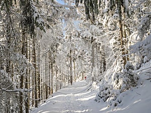 Snowy road in winter forest with snow covered spruce trees and walking man figure. Brdy Mountains, Hills in central