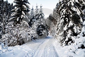 Snowy road in winter forest