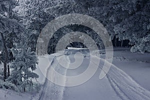 Snowy road in winter pine forest. Magic scene. Christmas background