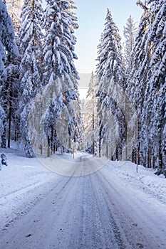 Snowy road in a winterly forest