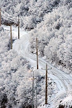 Snowy road in Wintry forest