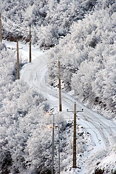 Snowy road in Wintry forest photo