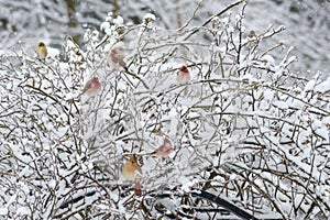 Snowy rose bush full of songbirds.