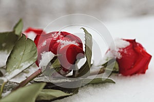 Snowy roses scattered on the snow. Macro.