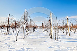 Snowy rows of vineyards on a sunny winter day