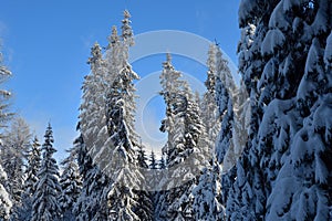 Snowy scenery of forests and hills in winter in High Tatras SlovakiaFrozen and snowy landscape in winter in High Tatras Slovakia