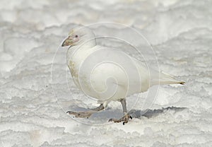 Snowy Sheathbill, Chionis albus photo