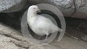 Snowy sheathbill female and downy chick near the nest among the rocks of the Antarctic island