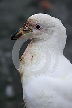 Snowy sheathbill, scavenger of Antarctica