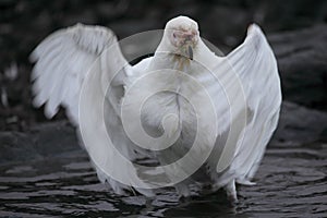 Snowy sheathbill showering, Antarctica