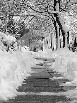 Snowy Sidewalk in Black and White