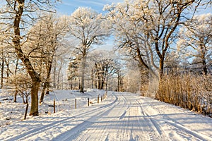 Snowy slippery winter road through oak woods