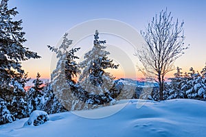 Snowy slope in the forest at sunset