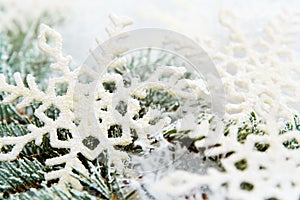 Snowy spruce branches