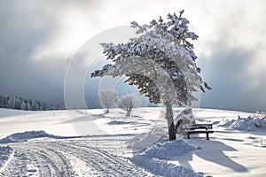 Snowy spruce in foreground of the winter landscape