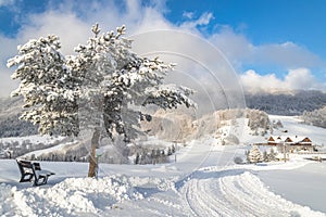 Snowy spruce in the foreground of the winter landscape