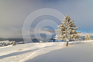 Snowy spruce in the foreground of the winter landscape