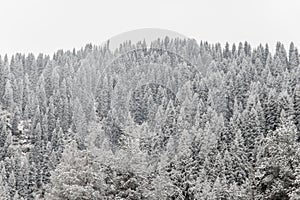 Snowy spruce forest in the snow. Gloomy winter forest with frosty trees background