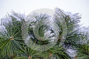 Snowy spruce texture