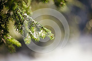 Snowy spruce tree with bokeh