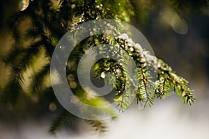 Snowy spruce tree with bokeh