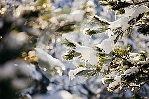 Snowy spruce tree with icicles